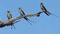 Lesser-striped Swallows